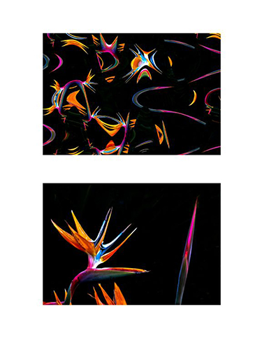 Liminal Animism
